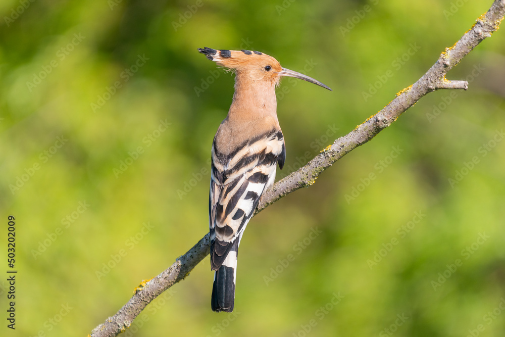 Eurasian hoopoe - Upupa epops - perched with green background. Photo from Dobrich in Bulgaria. Eurasian hoopoe - Upupa epops - perched with green background. Photo from Dobrich in Bulgaria.