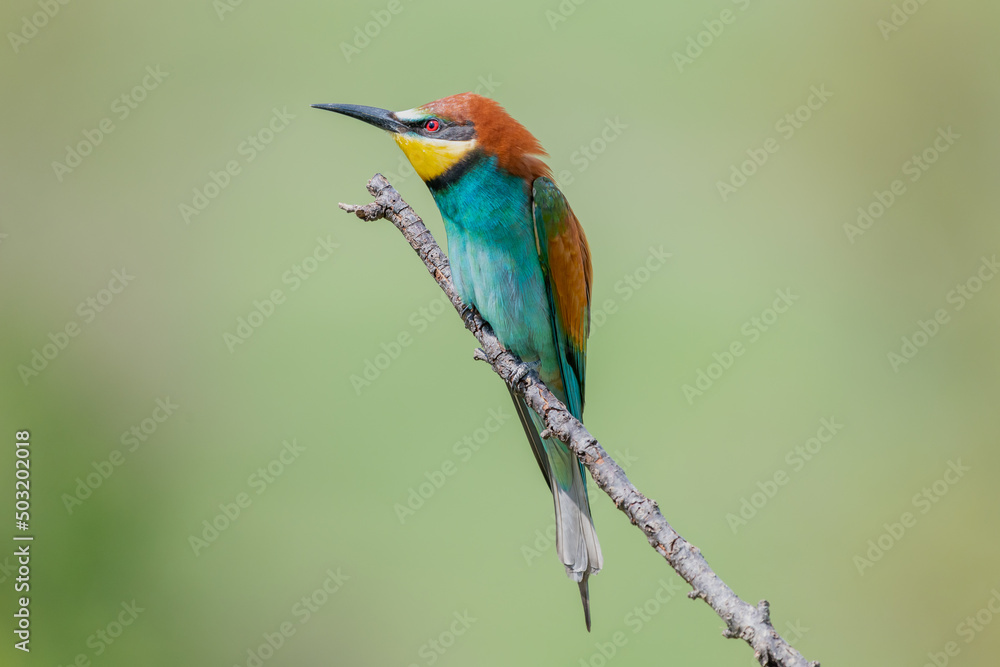 Colorful European bee eater - Merops apiaster - perched with green background. Photo taken in Dobruja in Bulgaria. Colorful European bee eater - Merops apiaster - perched with green background. Photo taken in Dobruja in Bulgaria.