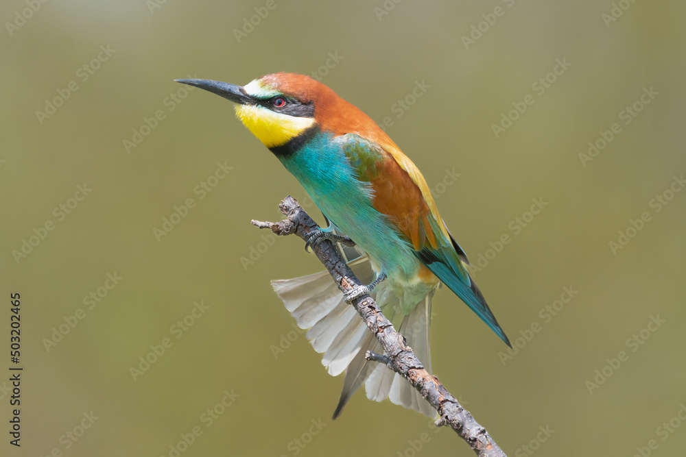 Colorful european bee-eater -  Merops apiaster - perched with spread tail and green background. Picture from Dobrich in Bulgaria.