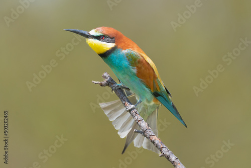 Colorful european bee-eater - Merops apiaster - perched with spread tail and green background. Picture from Dobrich in Bulgaria.