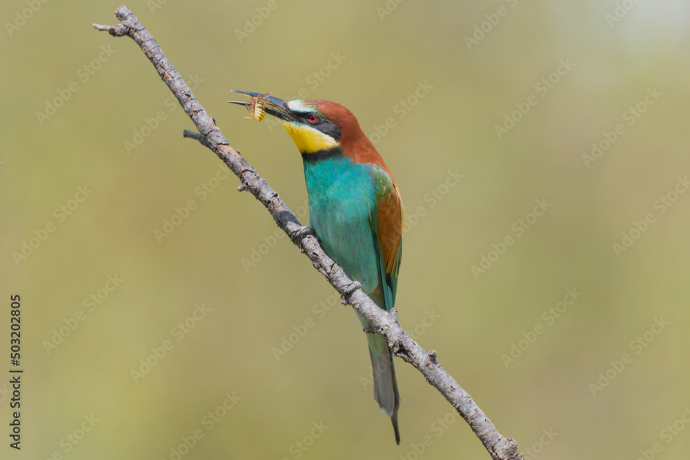 Fototapeta premium Colorful European bee-eater - Merops apiaster - perched with wasp in beak and with green background. Photo from Dobruja in Bulgaria.