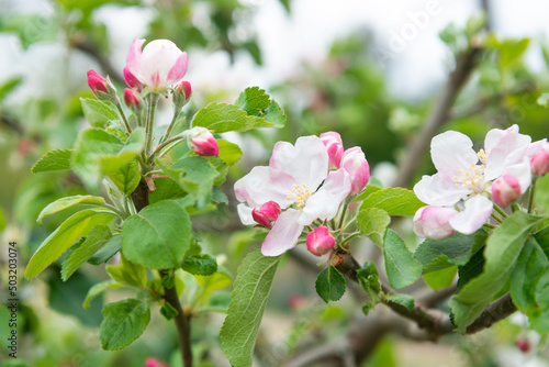 pink and white flowers of tree in the garden. closeup spring feeling