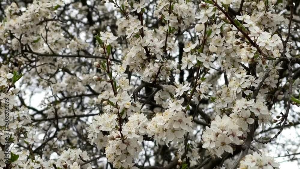 Cherry blossoms in spring. Beautiful white flowers Cherry blossoms in spring. Beautiful white flowers