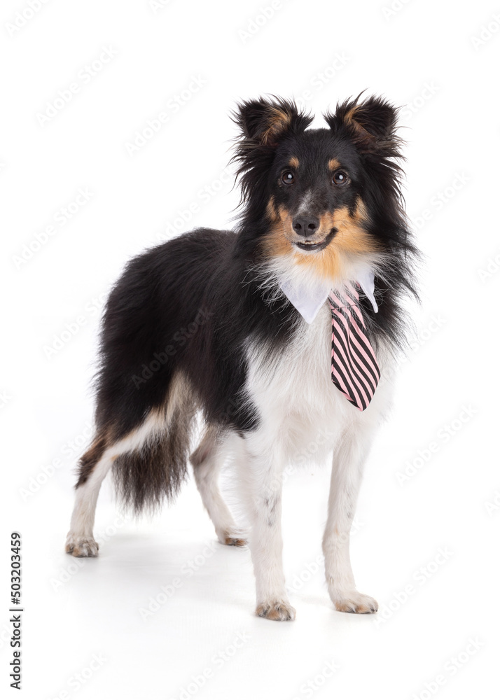 Shetland dog with a tie
