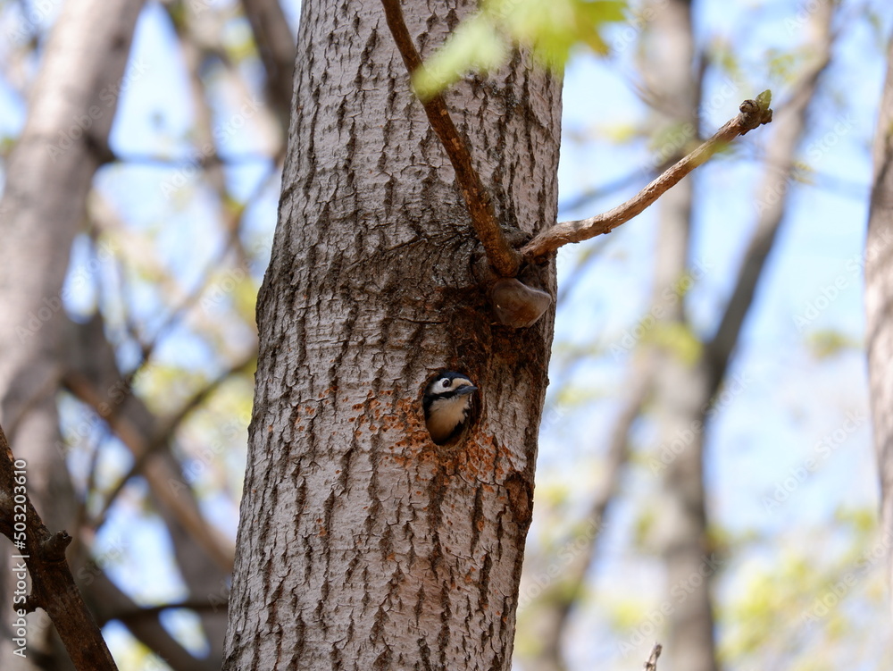 MOSCOW, RUSSIA - May 3, 2022. A woodpecker looks out of a hollow in a tree MOSCOW, RUSSIA - May 3, 2022. A woodpecker looks out of a hollow in a tree