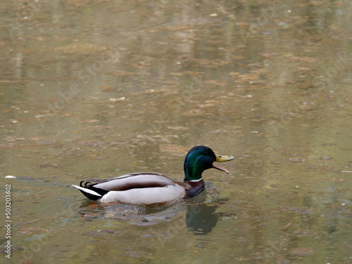 MOSCOW, RUSSIA - May 3, 2022. Duck swims on the pond and quacks