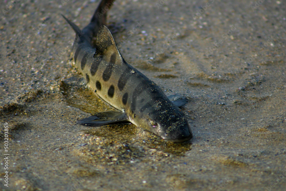 A Leopard Shark Stranded on a Sandy Beach in the Surf Zone A Leopard Shark Stranded on a Sandy Beach in the Surf Zone