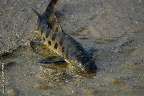 A Leopard Shark Stranded on a Sandy Beach in the Surf Zone