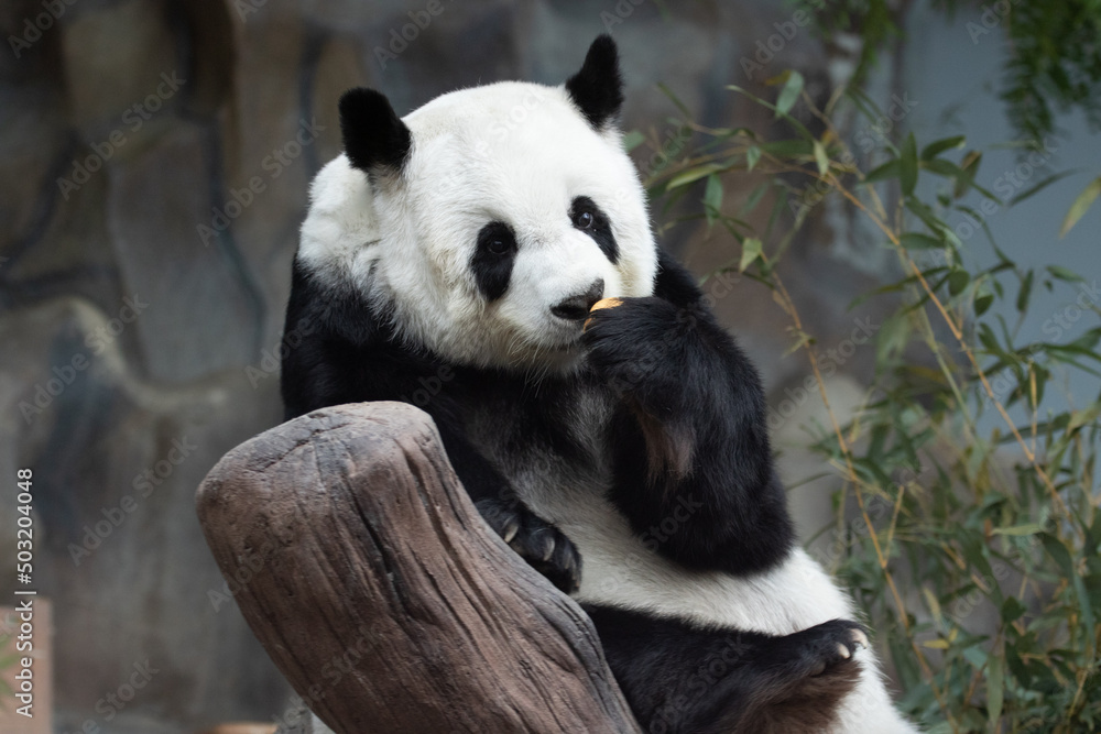 Sweet Fluffy Panda in Thailand, Lin Hui Sweet Fluffy Panda in Thailand, Lin Hui
