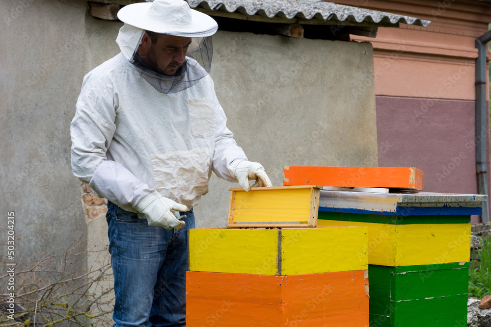 The beekeeper in protective clothing checks and inspect the frames from the hive on a sunny spring day in in the apiary The beekeeper in protective clothing checks and inspect the frames from the hive on a sunny spring day in in the apiary