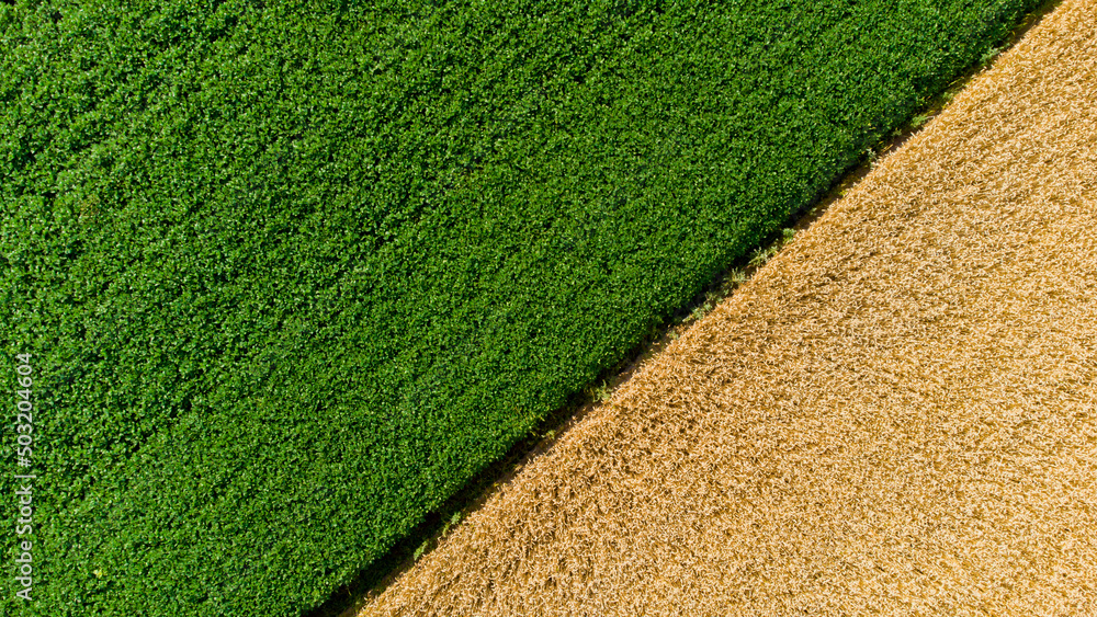 Aerial drone view over border between yellow wheat field and green agricultural field. Top view two halves of fields. Rural landscape and scenery country. Agricultural natural background. Crop fields. - obrazy, fototapety, plakaty 