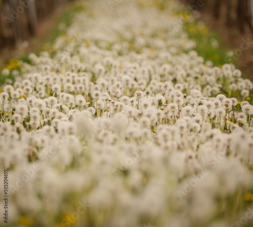 dandelions in the wineyard