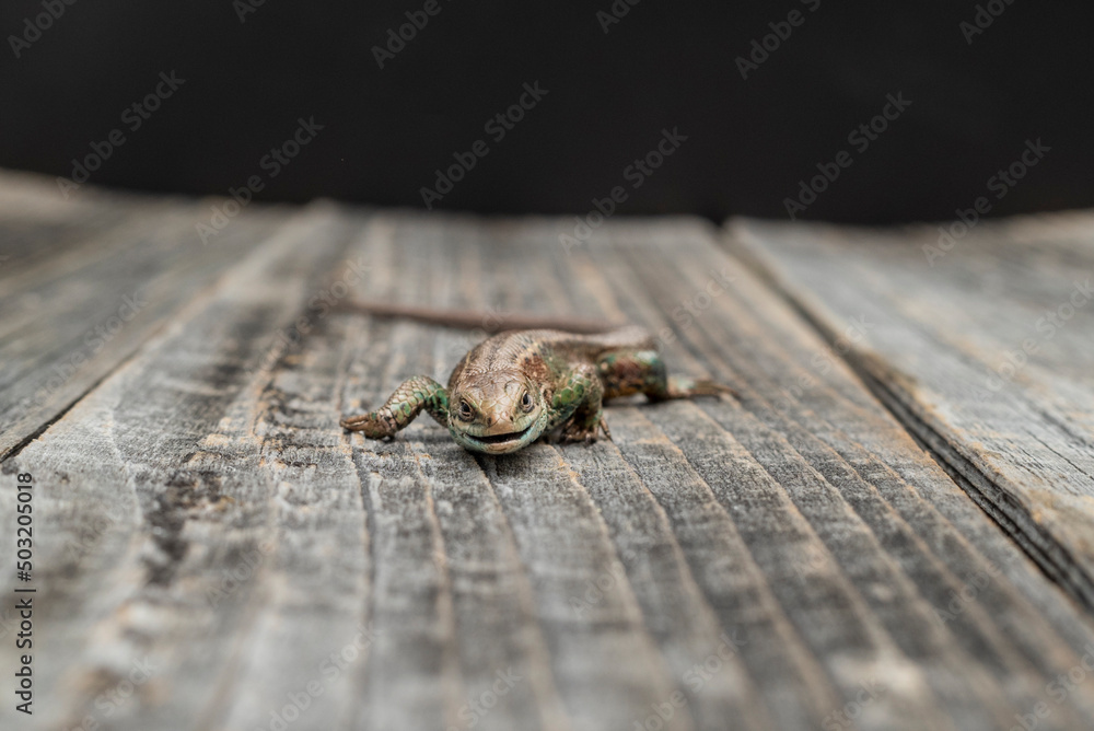 Obraz premium Lizard