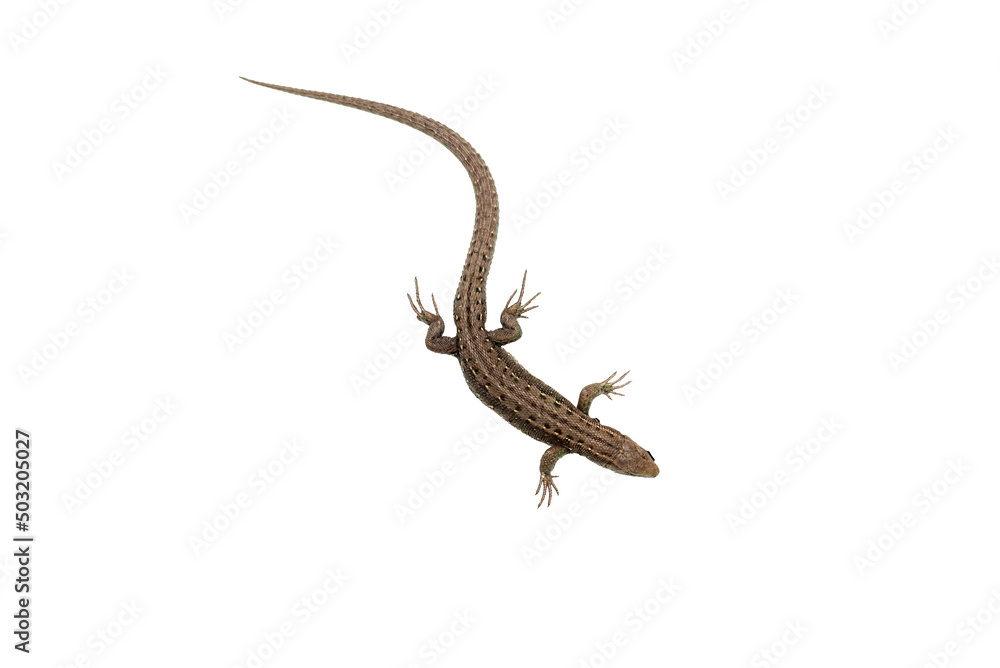 Naklejka premium Lizard