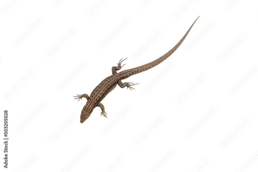 Naklejka premium Lizard