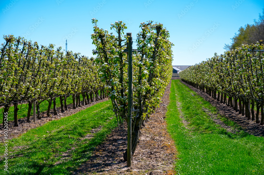 Spring white blossom of pear tree, fruit orchards in Betuwe, Netherlands Spring white blossom of pear tree, fruit orchards in Betuwe, Netherlands