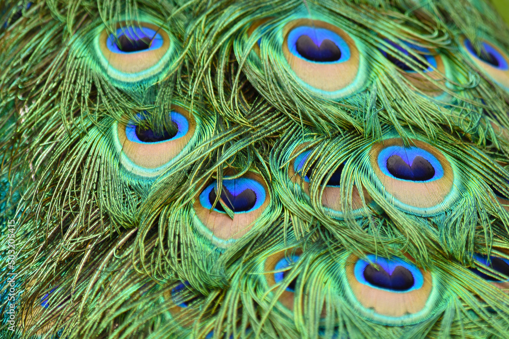 Fototapeta premium Peacock feathers, color pattern looks like eyes, peacock eyes, beautiful colorful feathers
