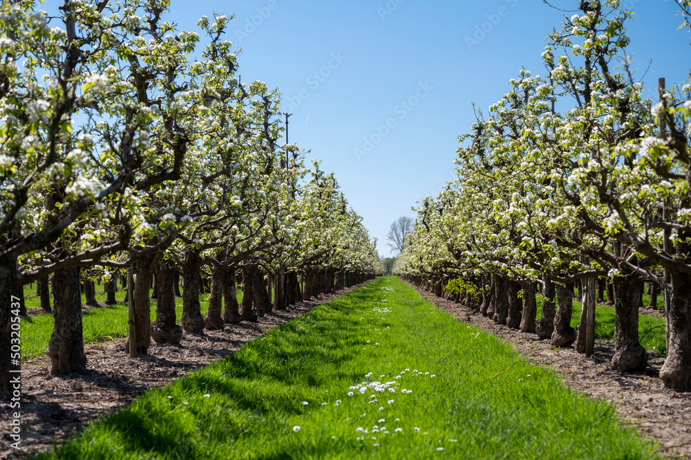 Naklejka premium Spring white blossom of pear tree, fruit orchards in Betuwe, Netherlands