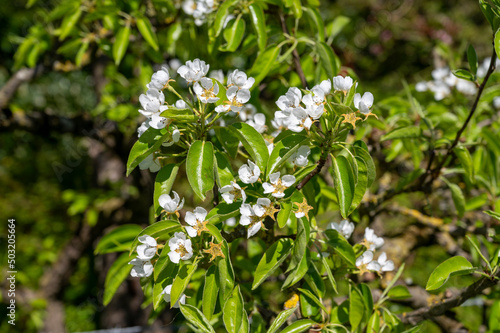 Spring white blossom of pear tree, fruit orchards in Betuwe, Netherlands