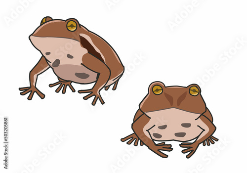 ヒキガエル