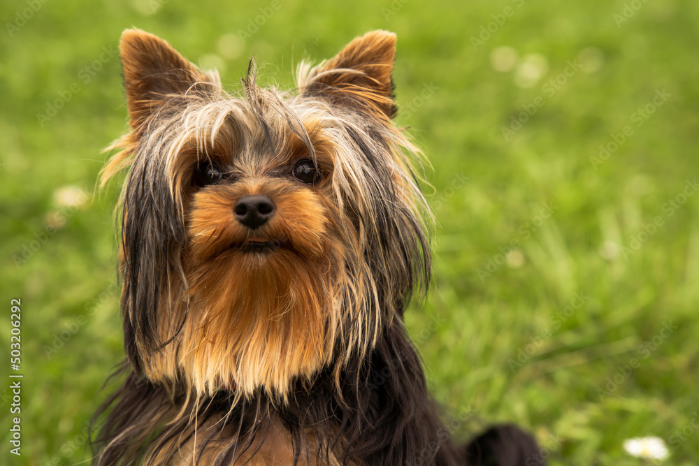 yorkshire terrier, pies, szczeniak, psinka, bystra, zwierzak, domowych, portret, drobny, canino, braun, izolowany, biała, rasa, ssak, owłosienie, czarna, futro, zwierzak, psinka, adorable, york, domow yorkshire terrier, pies, szczeniak, psinka, bystra, zwierzak, domowych, portret, drobny, canino, braun, izolowany, biała, rasa, ssak, owłosienie, czarna, futro, zwierzak, psinka, adorable, york, domow