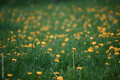 fiori campo di fiori primavera 