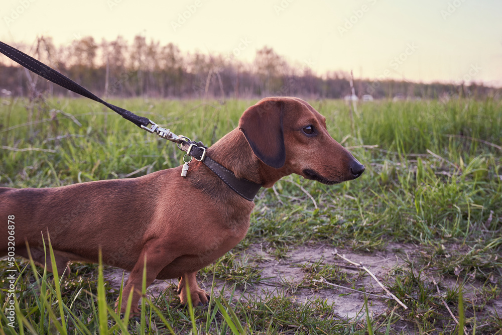 Red dachshund walking in a field among the grass. Dachshund dog stands in the grass and looks out for something