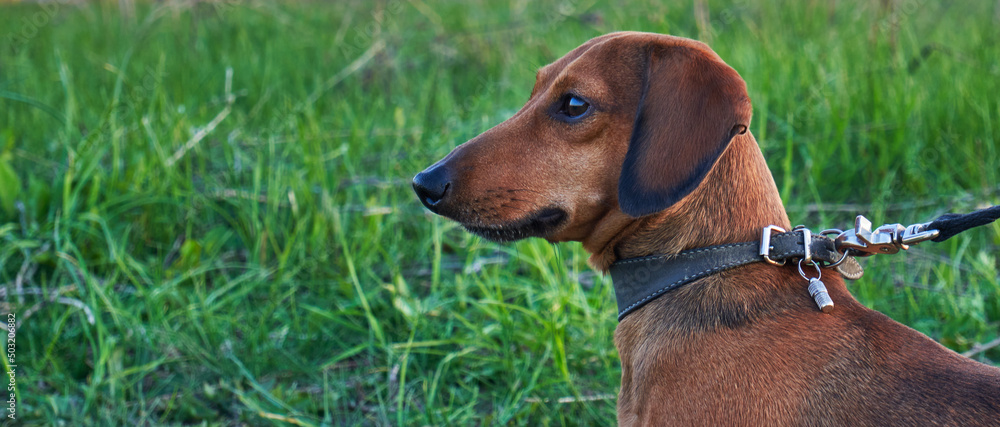 Portrait of a brown dachshund on a leash against the background of grass
