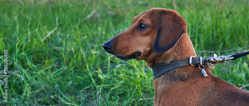 Portrait of a brown dachshund on a leash against the background of grass