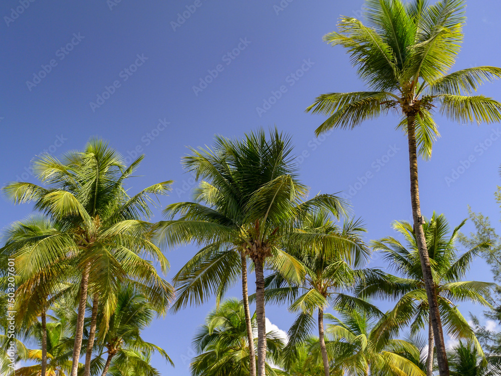 Palm Tree Grove on a beautiful day on a beach in Old San Juan Puerto Rico