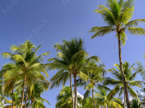 Palm Tree Grove on a beautiful day on a beach in Old San Juan Puerto Rico