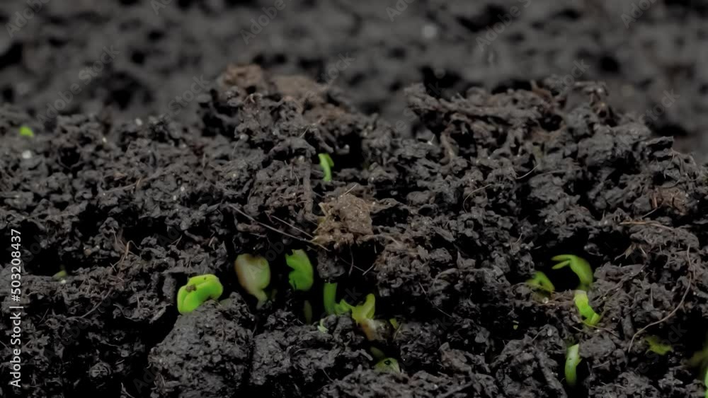 Timelapse - fresh microgreens arugula, rucola sprouts growing: close up view, macro, slider dolly follow shot. Germination, natural, raw, growth, healthy food, spring and time lapse concept Timelapse - fresh microgreens arugula, rucola sprouts growing: close up view, macro, slider dolly follow shot. Germination, natural, raw, growth, healthy food, spring and time lapse concept