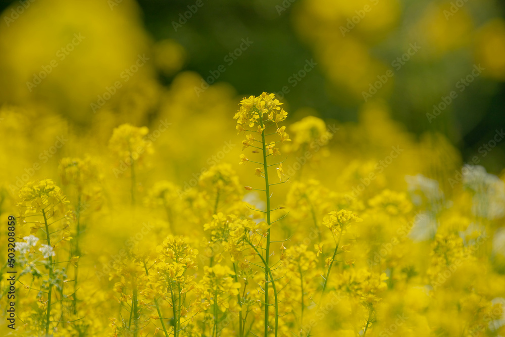 Selective focus of golden yellow flowers with sunlight, Rapeseed also known as Oilseed rape, White mustard (Sinapis alba) is an annual plant of the family Brassicaceae, Natural floral background. Selective focus of golden yellow flowers with sunlight, Rapeseed also known as Oilseed rape, White mustard (Sinapis alba) is an annual plant of the family Brassicaceae, Natural floral background.