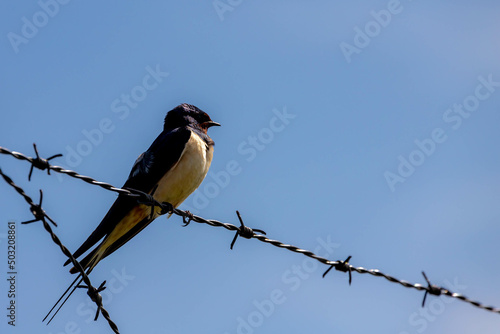 The swallows in its natural habitat, A small bird perched on iron wire with blue sky background, The martins, saw-wings or Hirundinidae are a family of passerine birds found, Living out naturally. © Sarawut