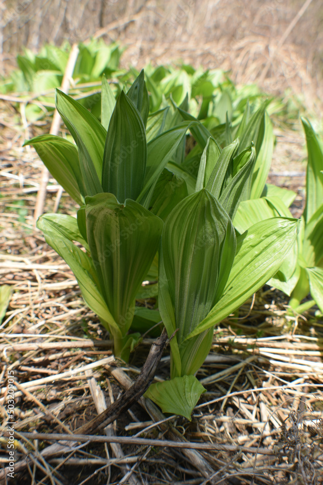 Obraz premium Canot Eastman 7 Mai 2022