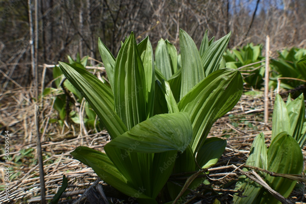 Obraz premium Canot Eastman 7 Mai 2022