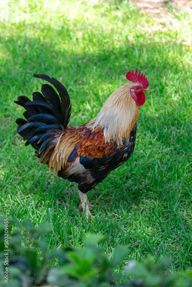 american rooster in Garden of the Nations Park in Torrevieja. Alicante, on the Costa Blanca. Spain Europe. 
