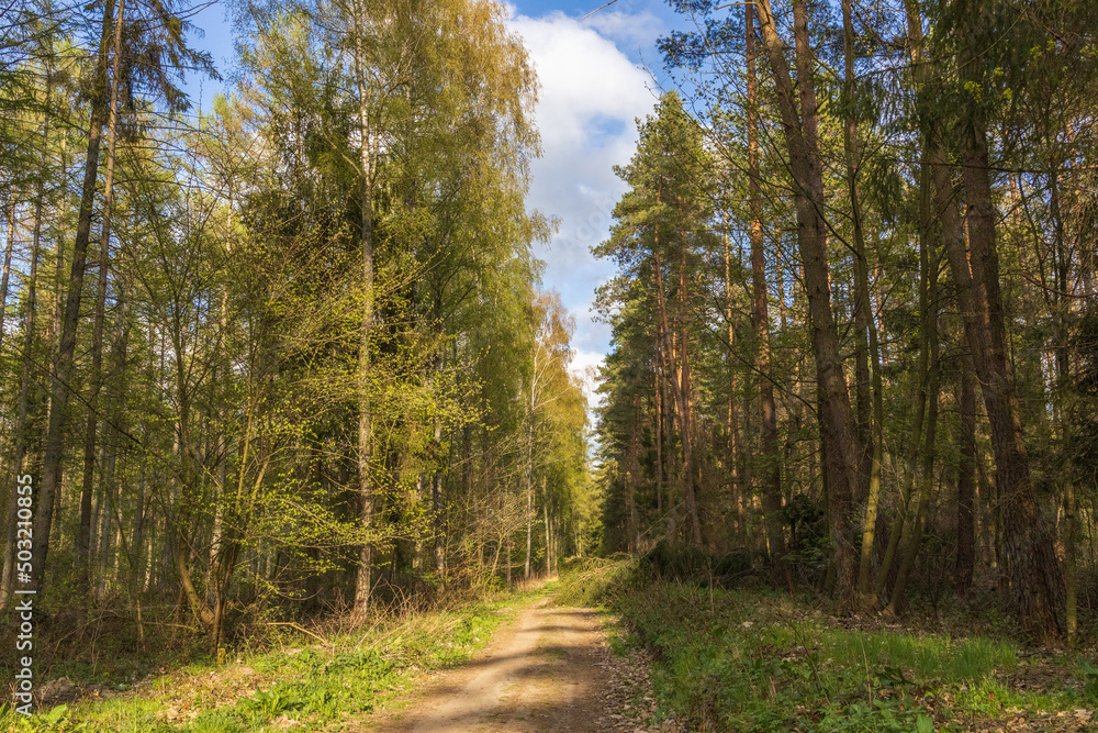 Fototapeta premium forest, nature, tree, path, road, trees, landscape, autumn, woods, green, wood