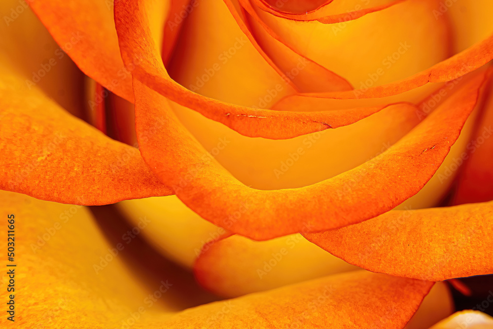 Gentle edges of a orange rose Gentle edges of a orange rose