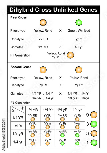 Dihybrid Cross Unlinked Genes. Colorful Symbols. Vector Illustration. photo