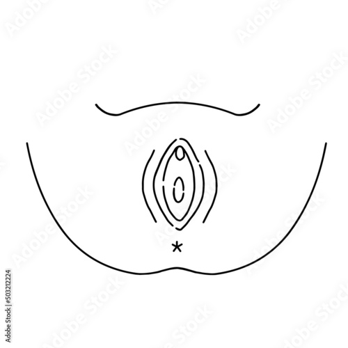膣　女性生殖器のイラスト