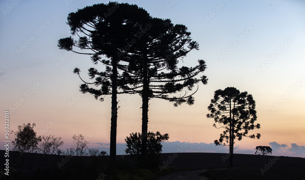 Obraz premium Araucaria angustifolia or 