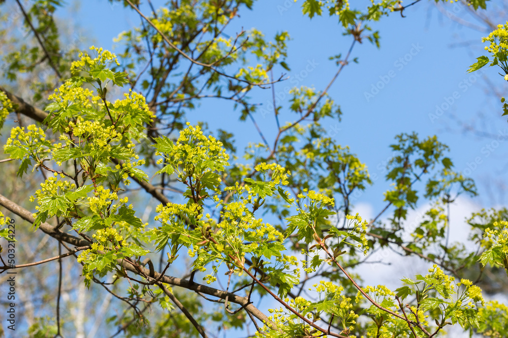 spring maple flowers on blue sky closeup selective focus spring maple flowers on blue sky closeup selective focus
