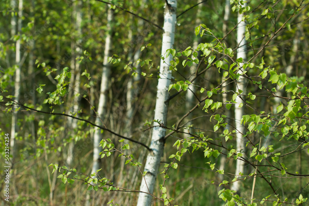 spring birch leaves closeup selective focus spring birch leaves closeup selective focus