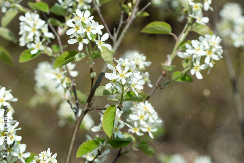 Amelanchier lamarckii, juneberry, serviceberry white flowers closeup selective focus