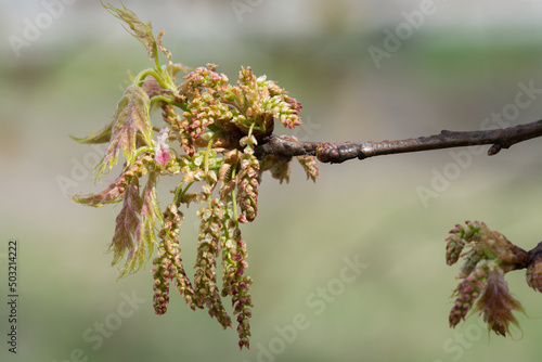 Quercus rubra, northern red oak flowers closeup selective focus