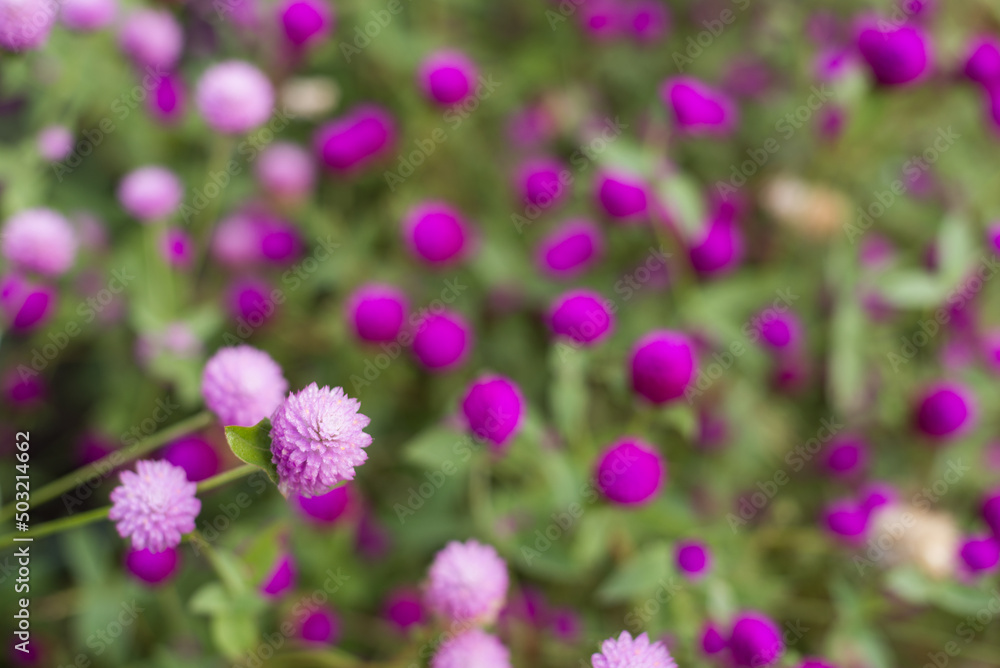 濃い赤紫をバックに薄紫の千日紅の花 濃い赤紫をバックに薄紫の千日紅の花