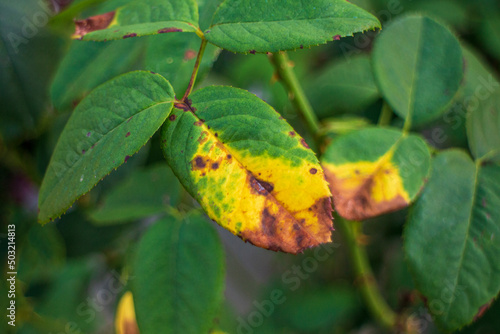 Closeup of a leaf covered in powdery mildew
