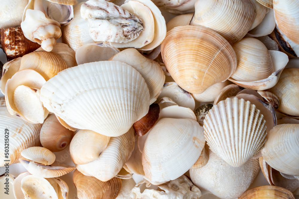 many shells close up abstract background