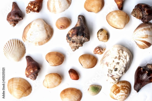 Close up of shells on a white background